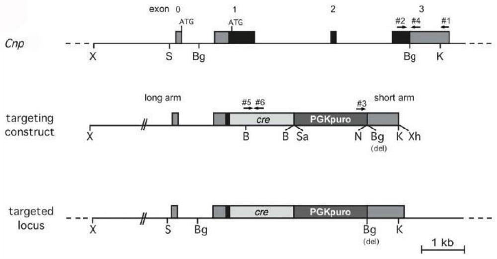 Application of P110 alpha in preparation of reagent for regulating and controlling animal energy metabolism