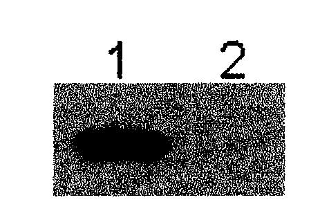 Anti-sterigmatocystin monoclonal antibody