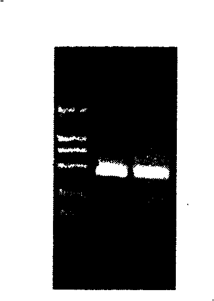 Method for preparing gene serial number of lysozyme of tussah, and expression production