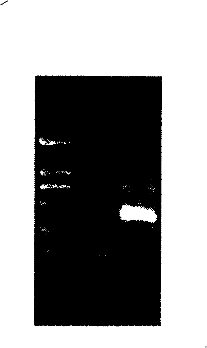 Method for preparing gene serial number of lysozyme of tussah, and expression production