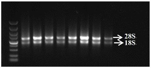 Beckmannia syzigachne MYC3 gene and application thereof