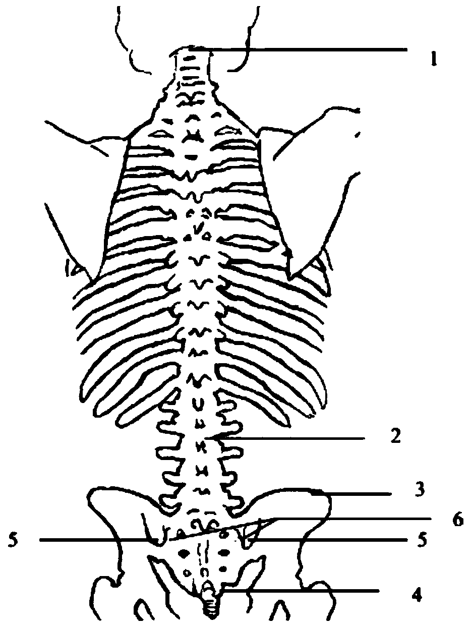 A method for positioning the spinal and lumbar intervertebral space