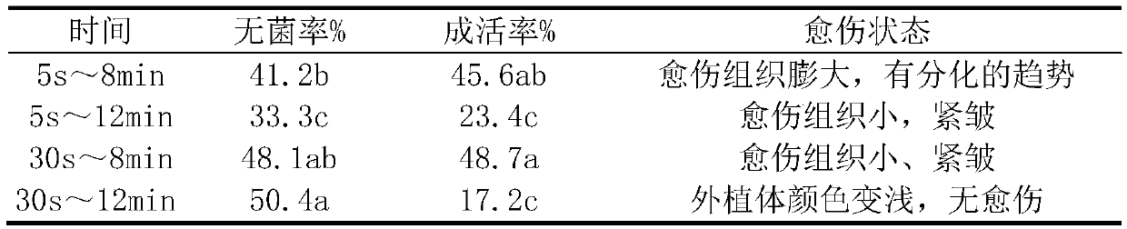 In-vitro culture and rapid propagation method of lithops