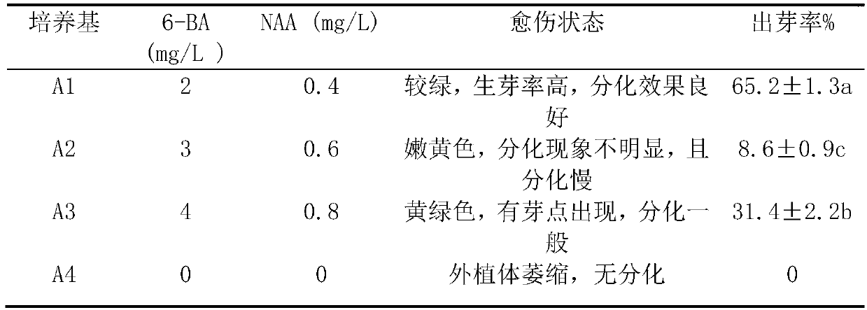 In-vitro culture and rapid propagation method of lithops