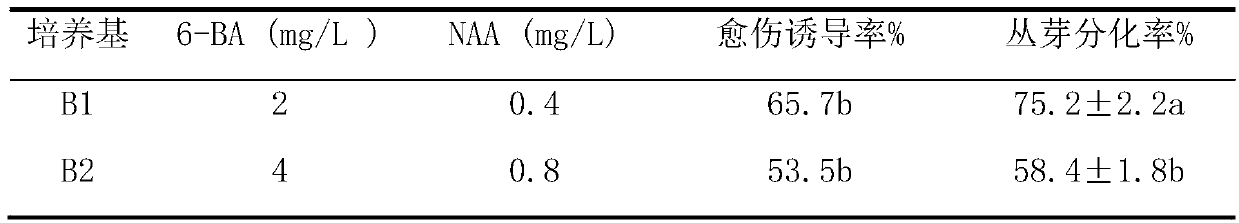 In-vitro culture and rapid propagation method of lithops