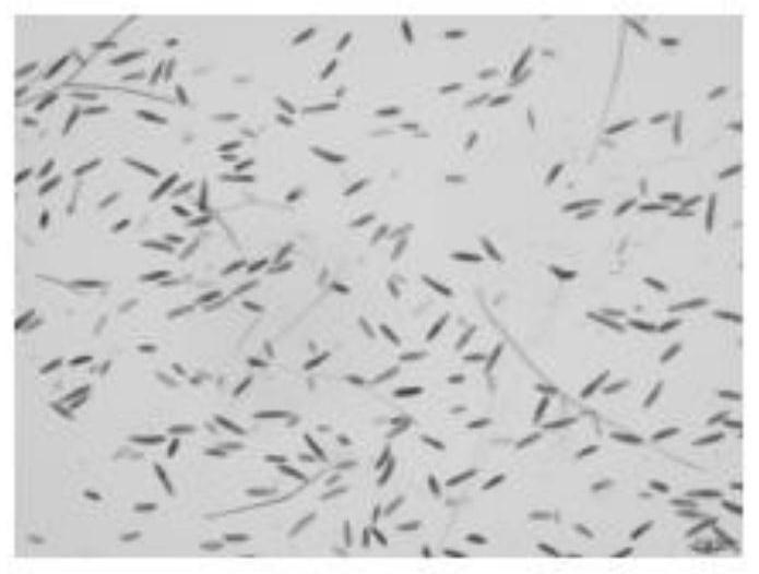 Culture method for rapid and mass production of spores from pathogenic bacteria of sugarcane stripe