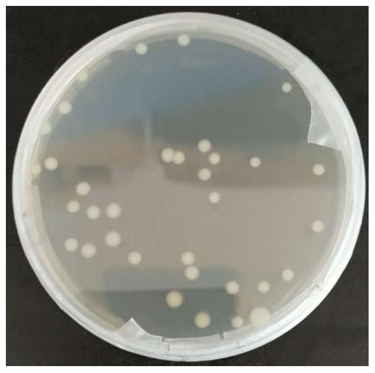 A Bacillus Strain with Efficient Anaerobic Reduction of Arsenic