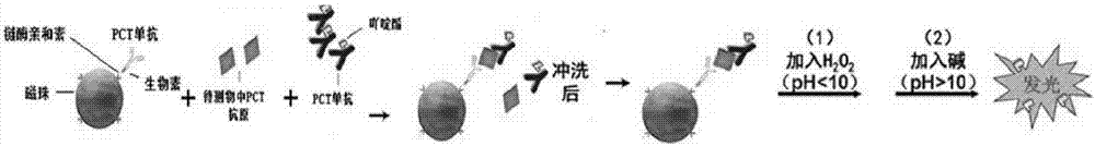 Kit for detecting procalcitonin in blood and method for detecting procalcitonin