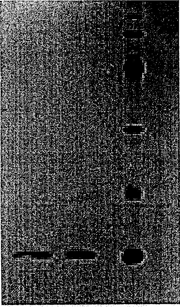 Application of polygonatum cyrtonema Hua. Lectin II protein in medicine preparation for treating or preventing AIDS