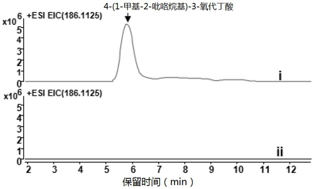 Anisodus acutangulus atypical III polyketide synthase and applications thereof