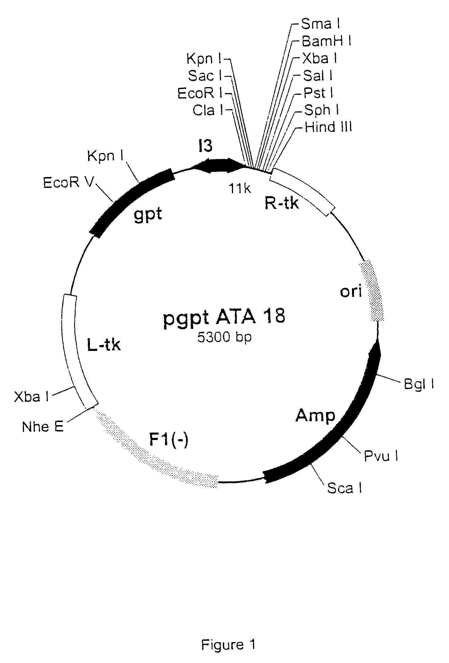 Purified hepatitis C virus envelope proteins for diagnostic and therapeutic use