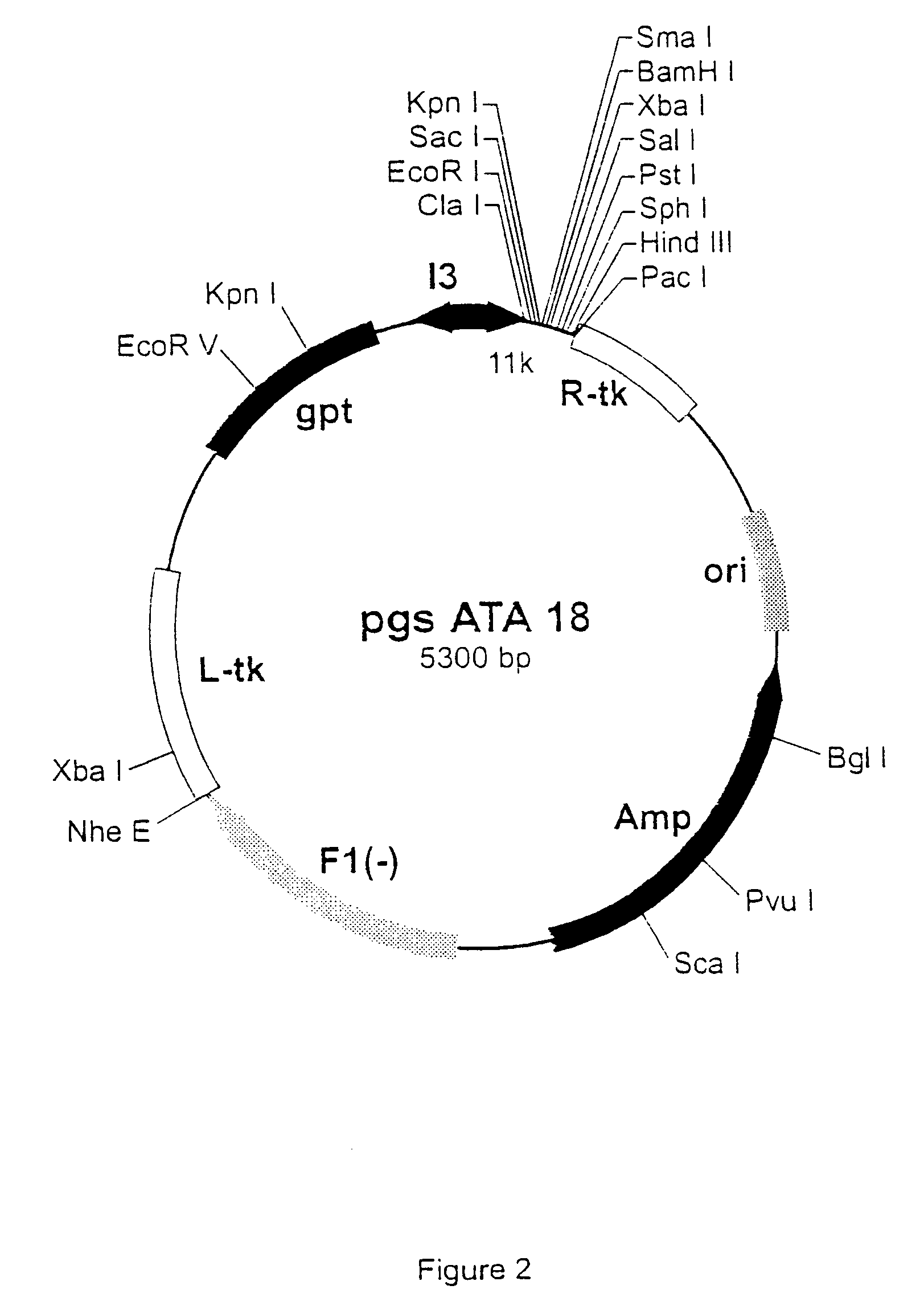 Purified hepatitis C virus envelope proteins for diagnostic and therapeutic use