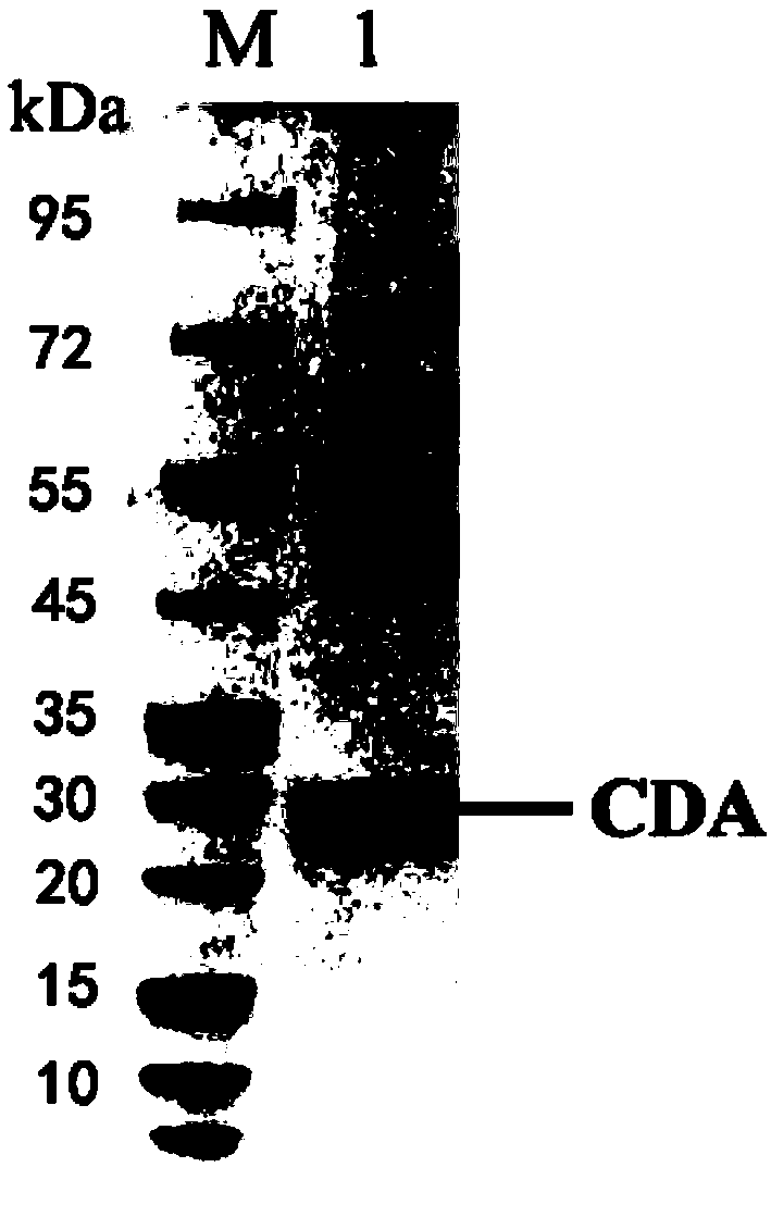 Chitin deacetylase and application thereof