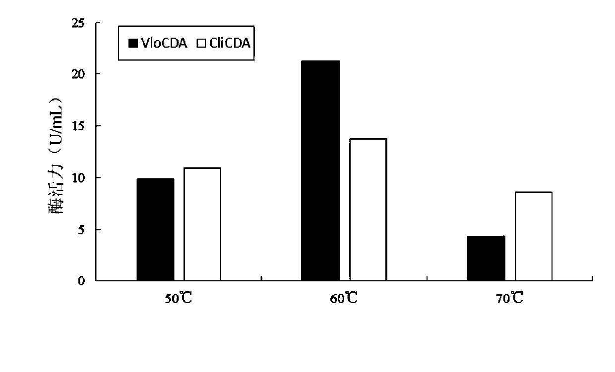 Chitin deacetylase and application thereof