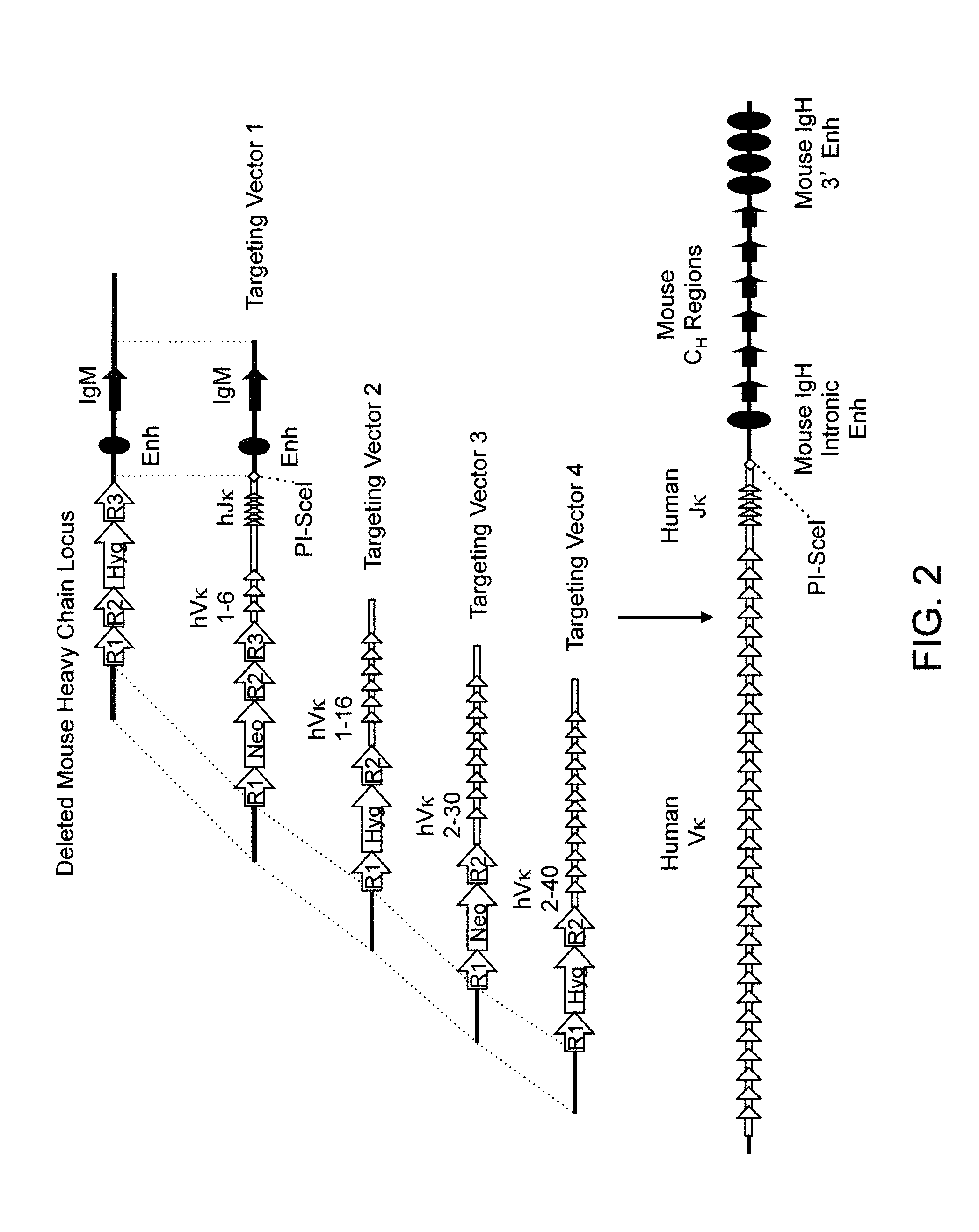 Humanized Rodents that Express Heavy Chain Containing VL Domains