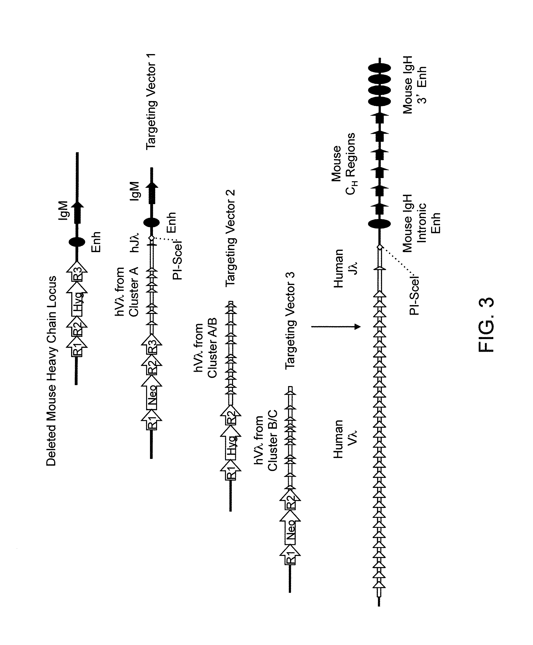 Humanized Rodents that Express Heavy Chain Containing VL Domains