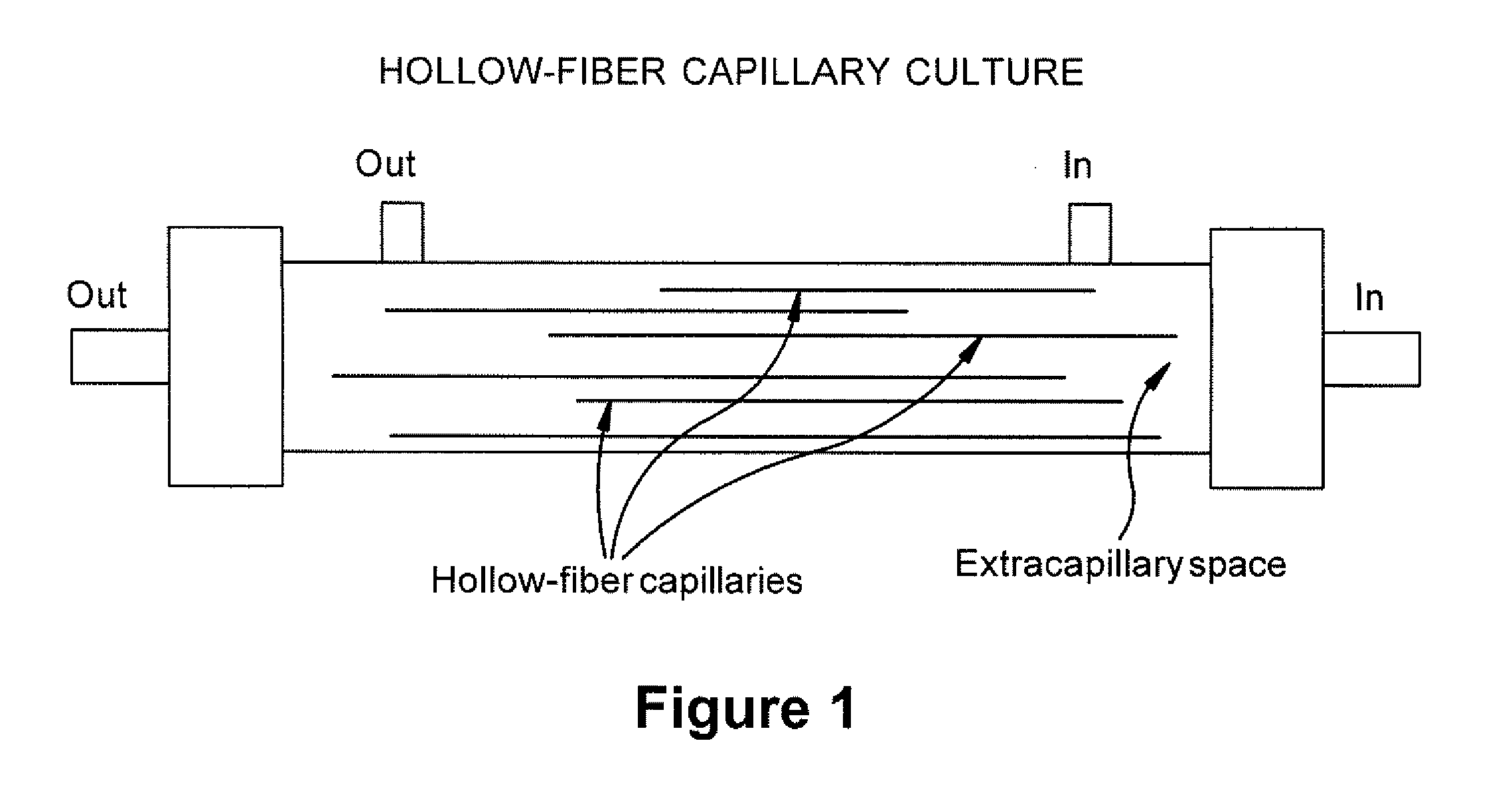 Expansion of Stem Cells in Hollow Fiber Bioreactors