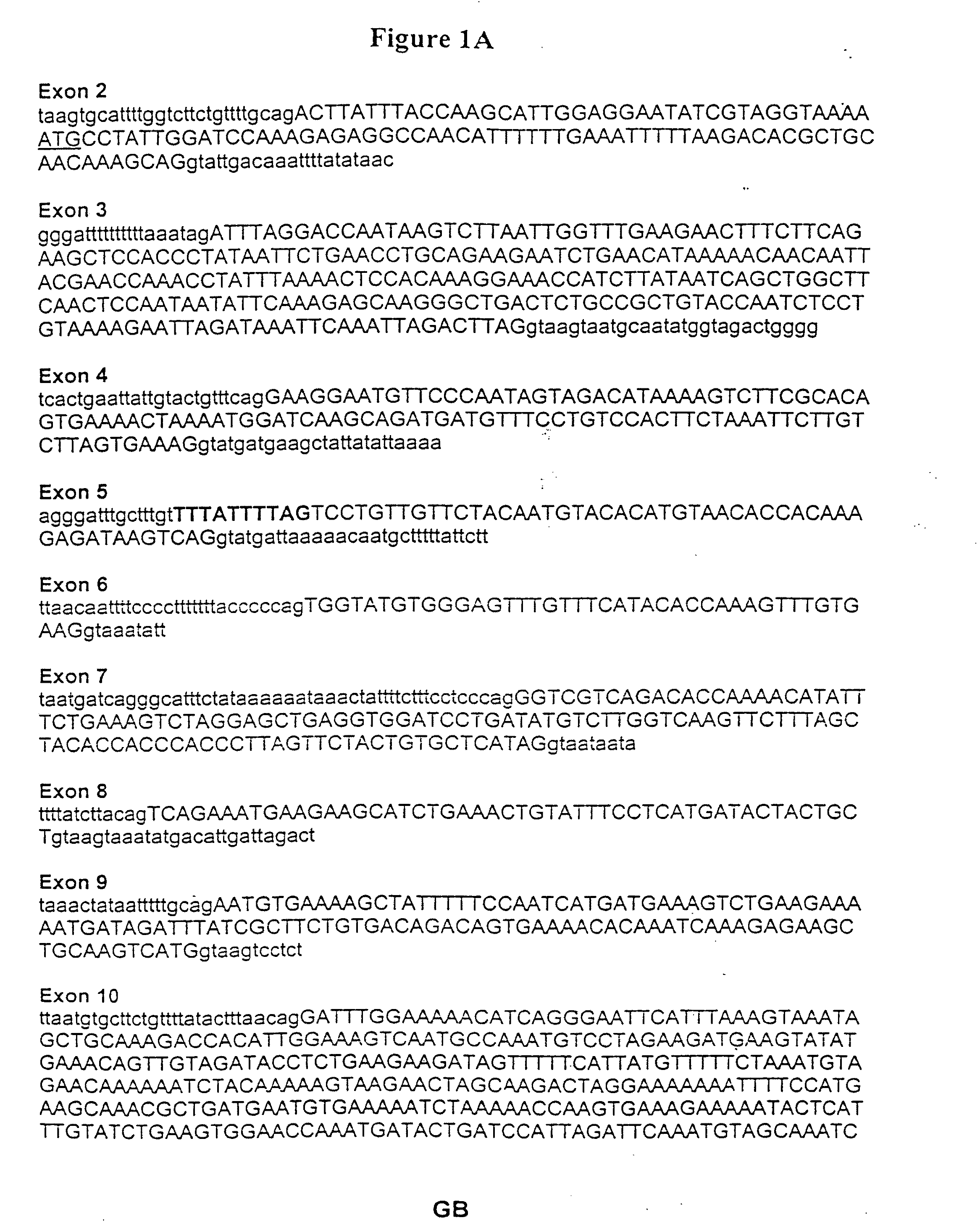 Method of Analyzing a BRCA2 Gene in a Human Subject