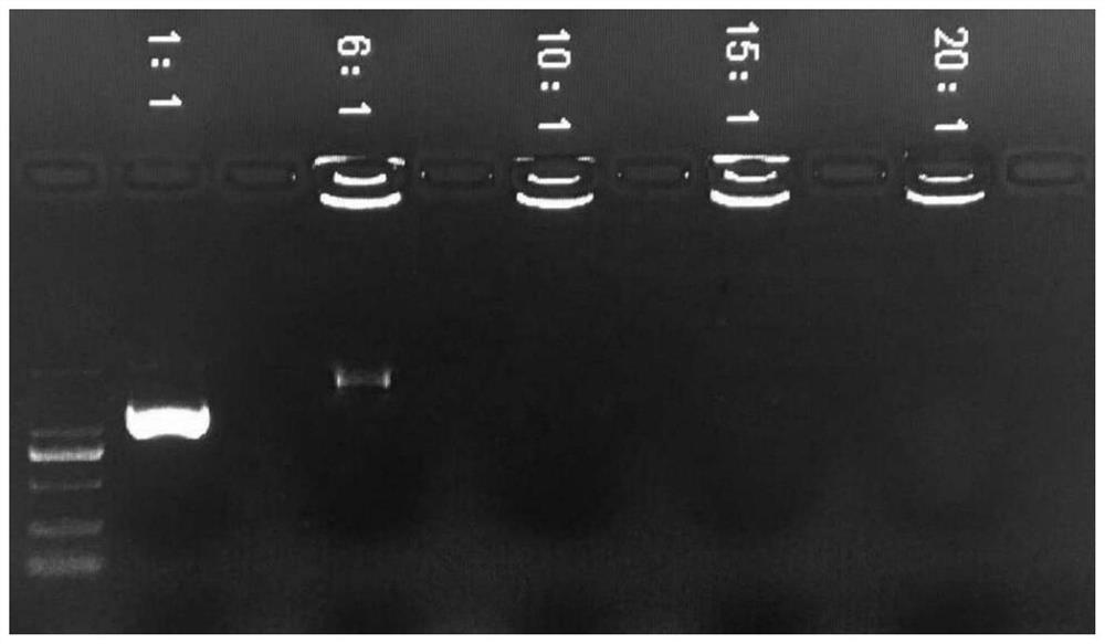 A cationic lipid nanoparticle/DNA complex and its preparation method