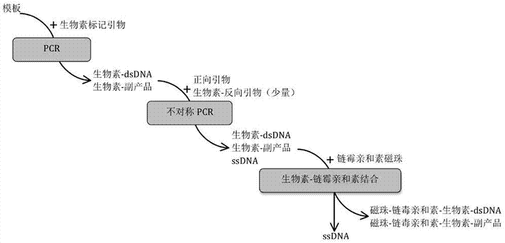 Single-stranded nucleic acid aptamers and their applications