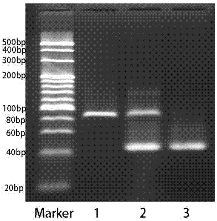 Single-stranded nucleic acid aptamers and their applications