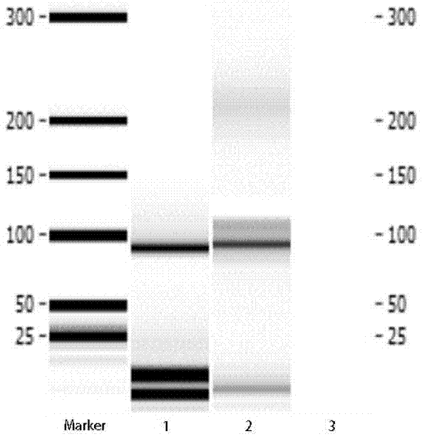 Single-stranded nucleic acid aptamers and their applications