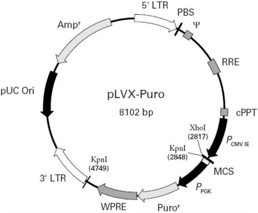 T1R3 gene overexpressed lentiviral vector and lentivirus, and construction methods thereof