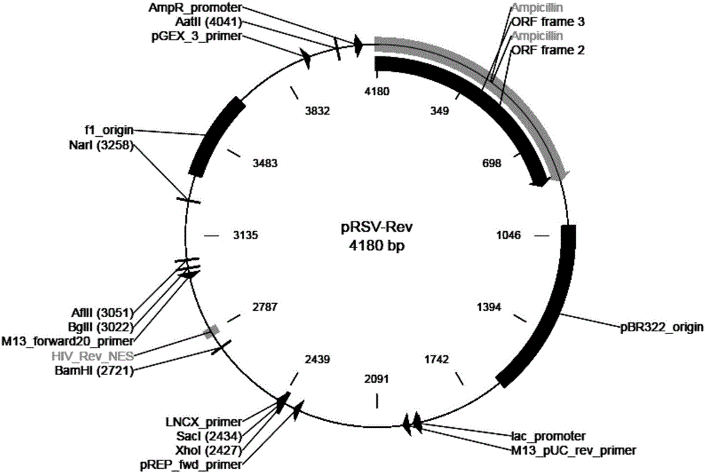 T1R3 gene overexpressed lentiviral vector and lentivirus, and construction methods thereof