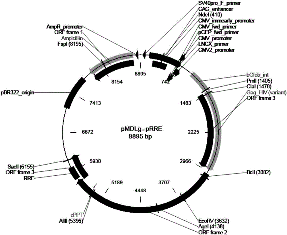 T1R3 gene overexpressed lentiviral vector and lentivirus, and construction methods thereof