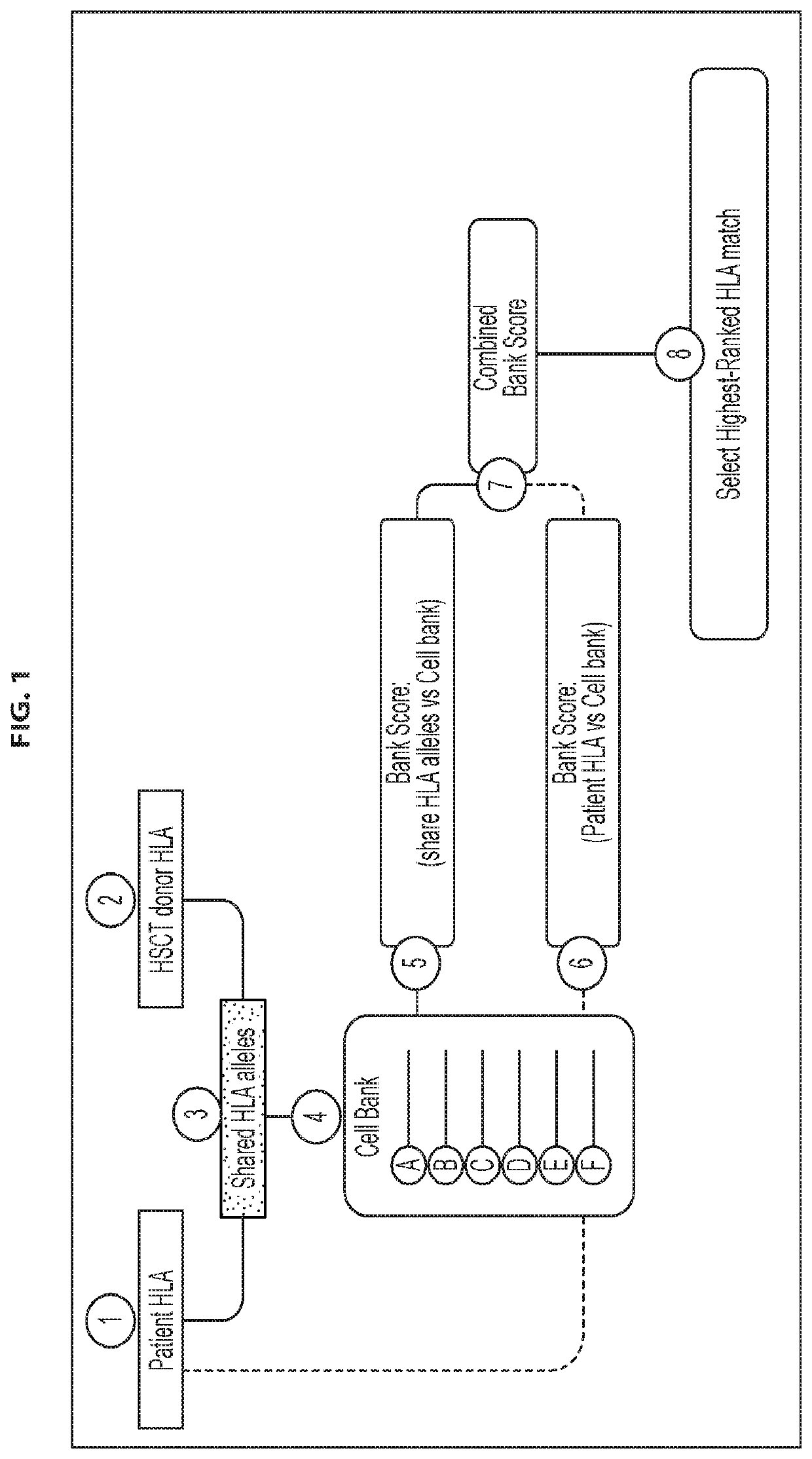 Antigen-specific t cell banks and methods of making and using the same therapeutically