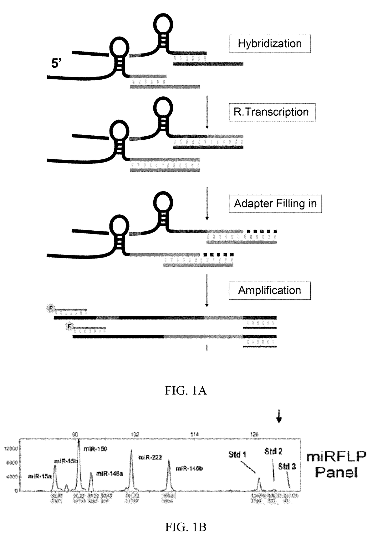 Method for Quantitative Measuring Short RNA Using Amplified DNA Fragment Length Polymorphism