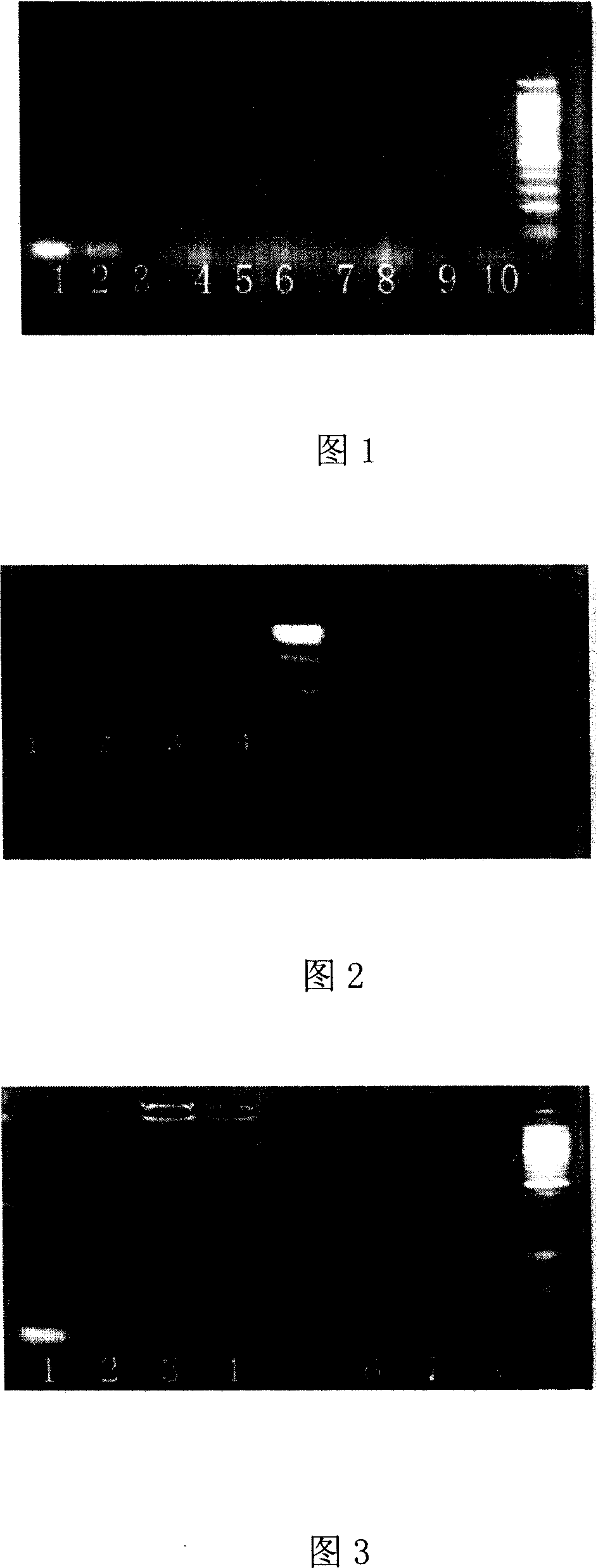 Polyamide dendroid polymer nano particle loading survivin small molecule RNA