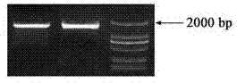 Peanut glutamyl t-RNA reductase and applications thereof