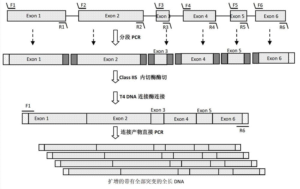 DNA (Deoxyribonucleic Acid) multi-site directed mutation method