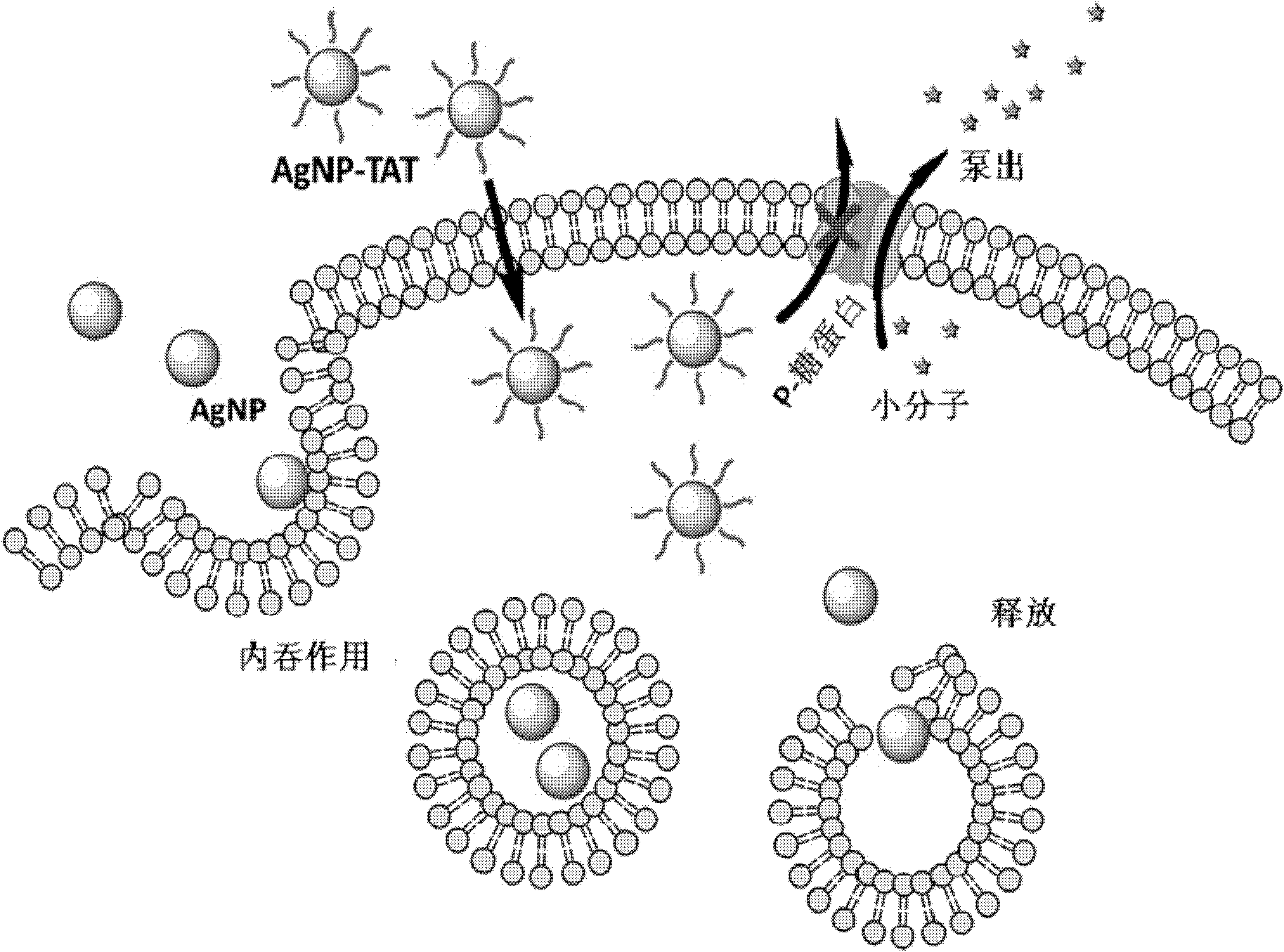 Biological active peptide modified nano-silver and preparation method and applications thereof