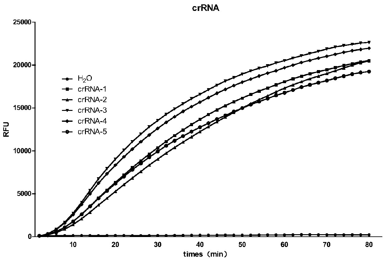 crRNA target point and CRISPR-Cas13a system for detecting Ebola virus