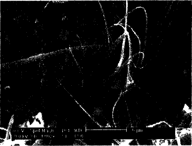 Method for producing nano-wire or nano-belt of zinc oxide