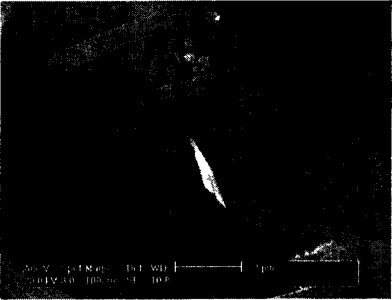 Method for producing nano-wire or nano-belt of zinc oxide