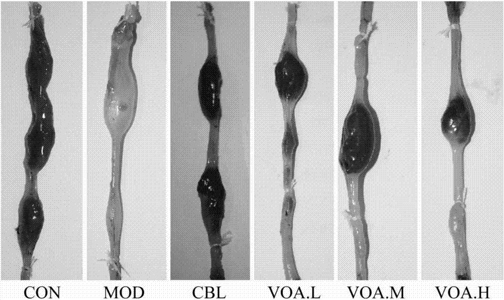 Fructus Amomi volatile oil soft capsule for alleviating chemotherapy induced intestinal mucosa damage