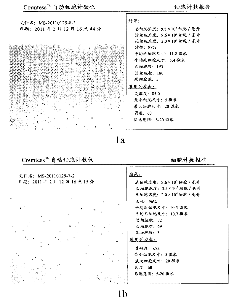 Cryopreservation and resuscitation method of neural stem cells