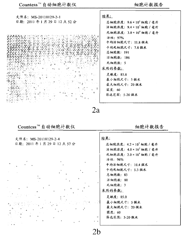 Cryopreservation and resuscitation method of neural stem cells