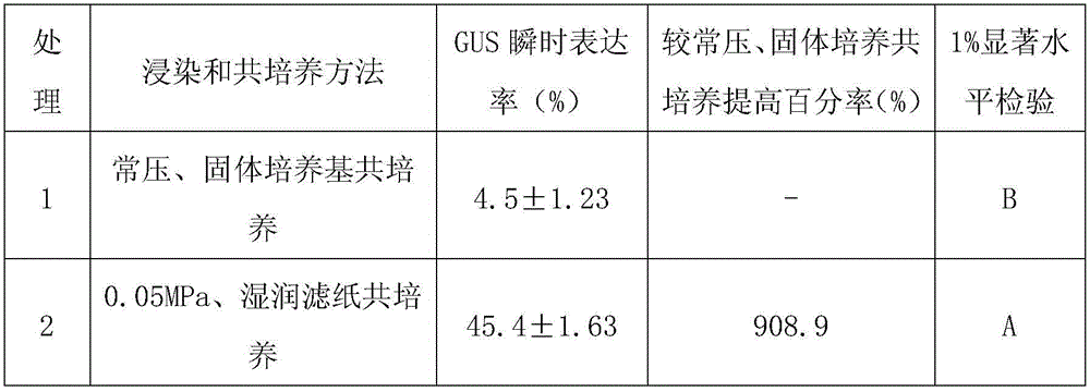 A method for improving the transient expression efficiency of tuanhua genetic transformation