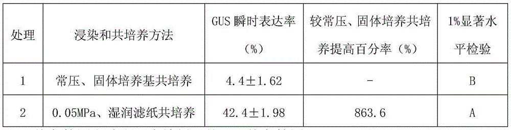 A method for improving the transient expression efficiency of tuanhua genetic transformation