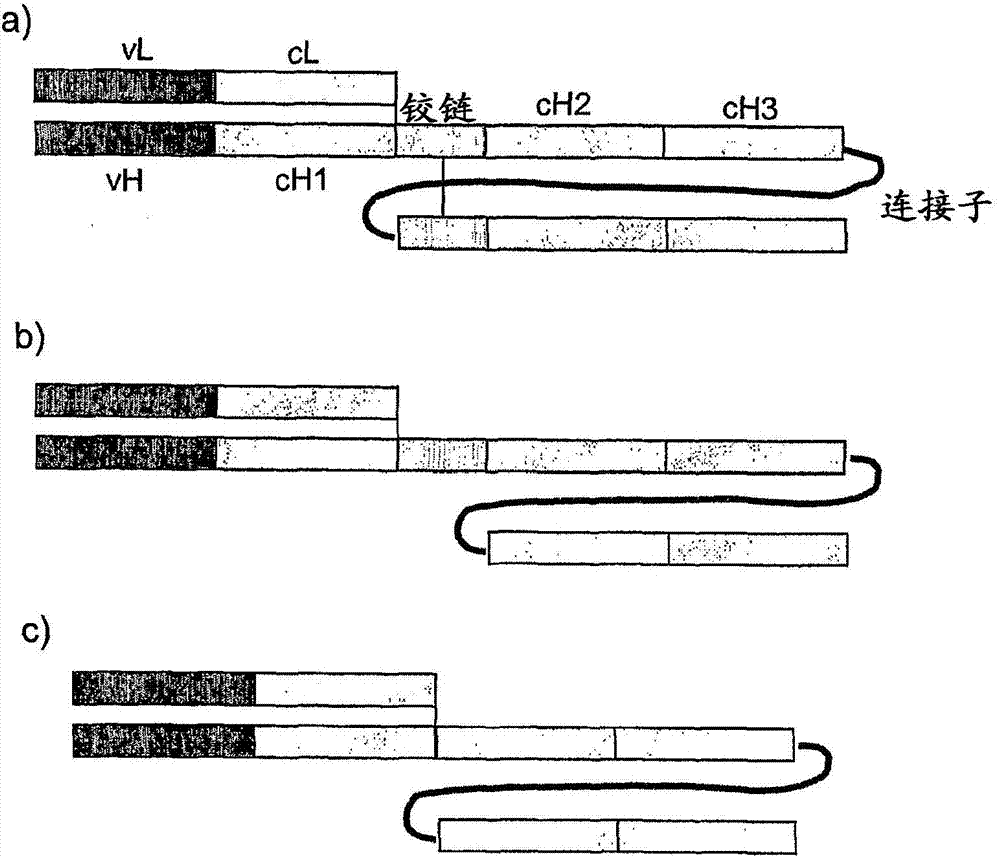 Single chain fc polypeptides