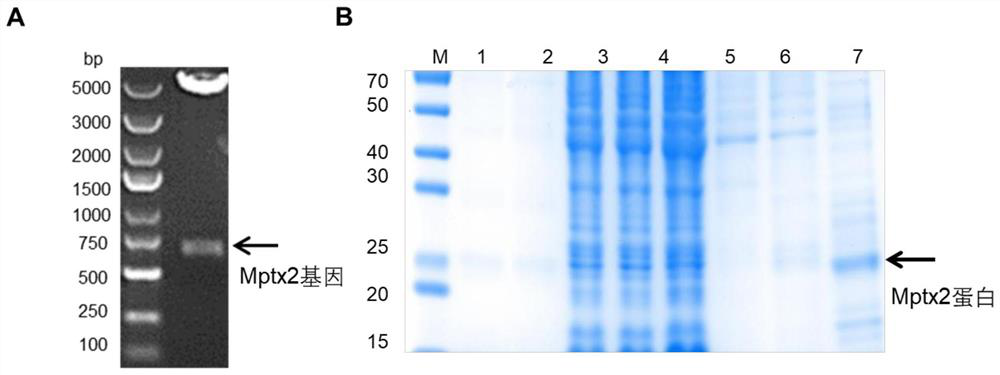 Mptx2 protein and application thereof in treating methicillin-resistant staphylococcus aureus infection related diseases