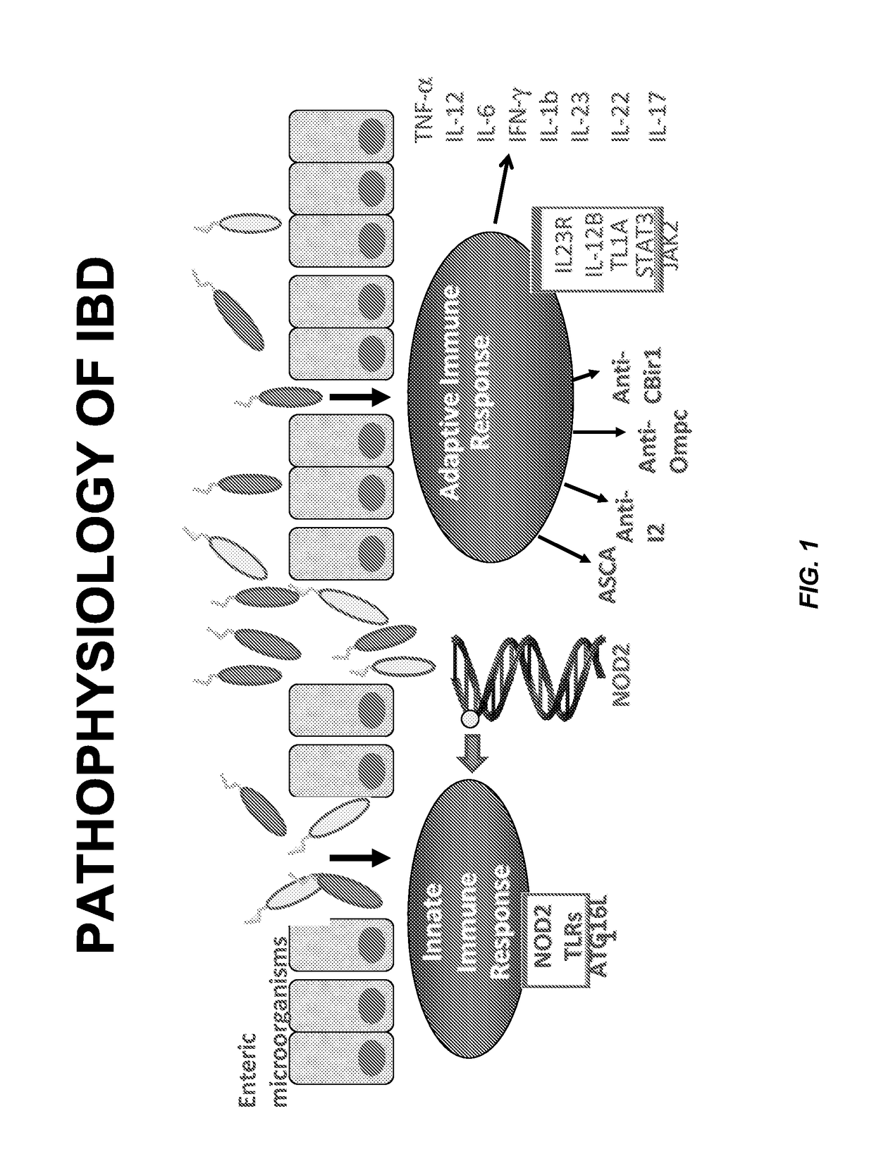 Method for determining the risk of crohn's disease-related complications