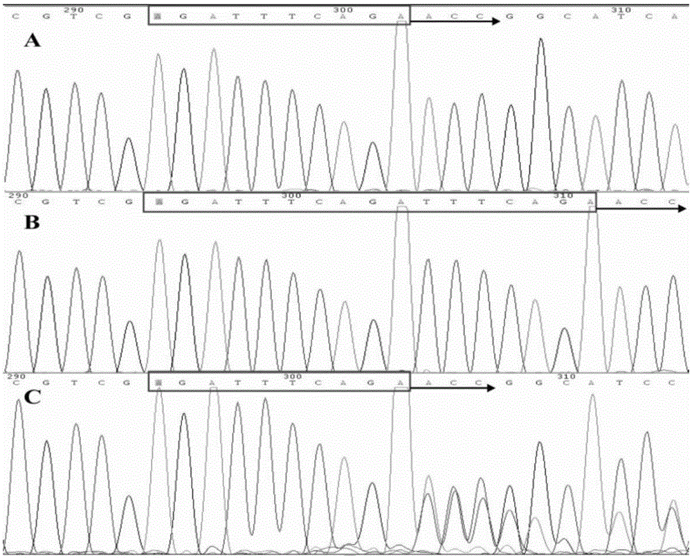 Kit for recognizing Brucella wild strain and vaccine strains A19 and S2