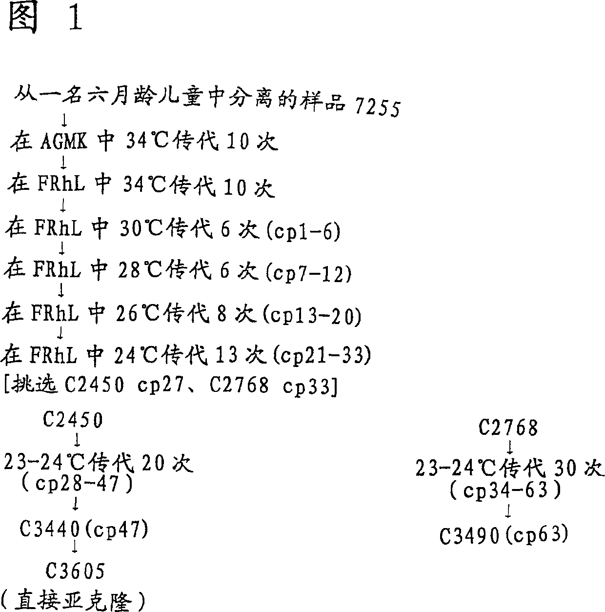 Temperature-sensitive and cold-adapted human parainfluenza virus type 2(HPIV-2) and vaccines based on such virus