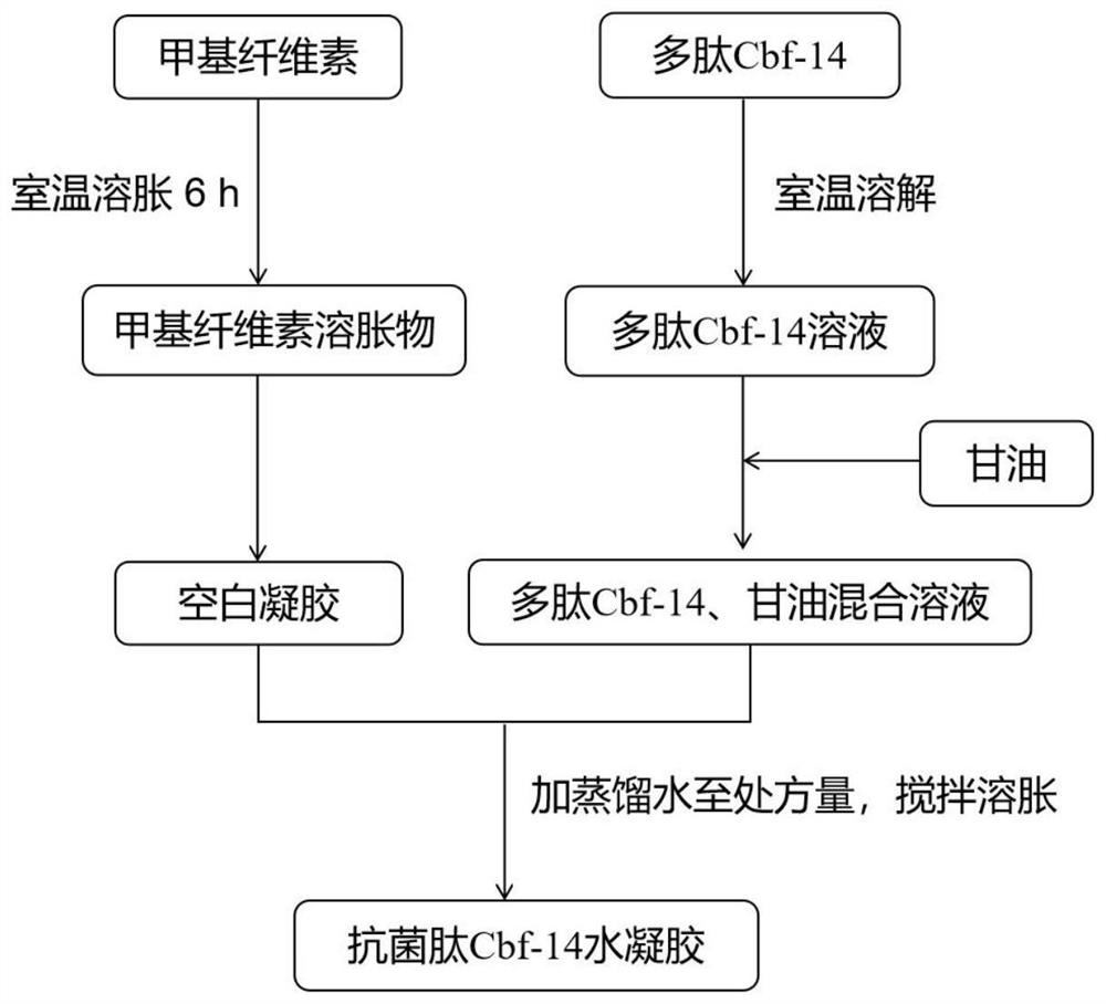 Antibacterial peptide Cbf-14 hydrogel as well as preparation method and application thereof