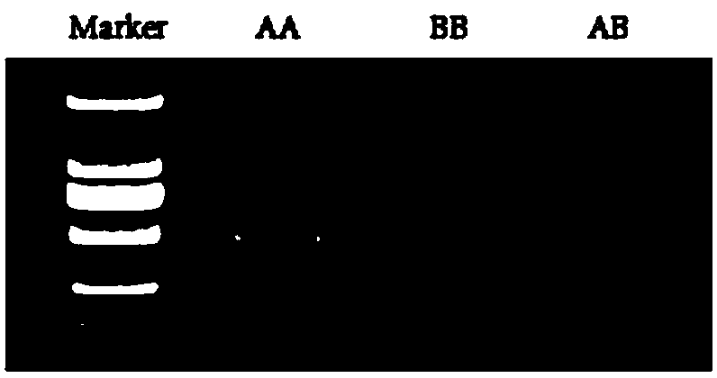 Maize molecular marker and application thereof to detection of relevant characters of blossoming period of maize